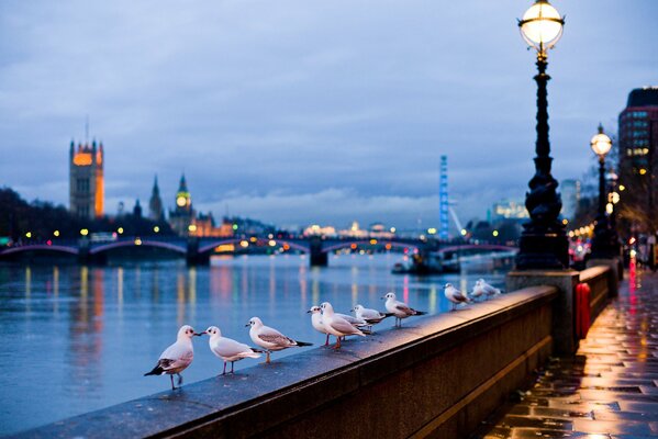 Gaviotas en las calles de Londres