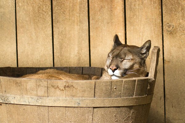 Cougar se repose dans une baignoire en bois