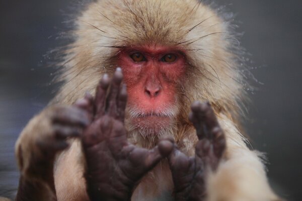 Japanese macaque serious look