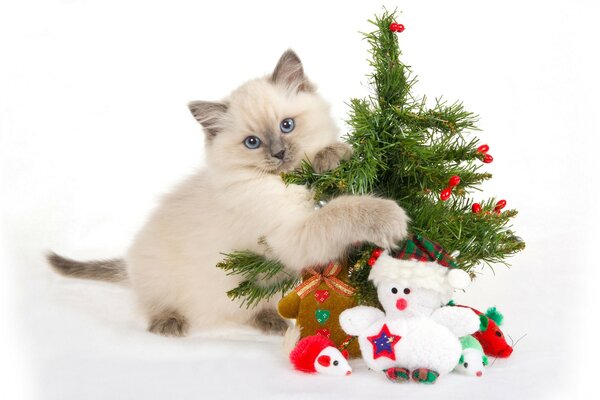 Gatito jugando con un pequeño árbol de Navidad