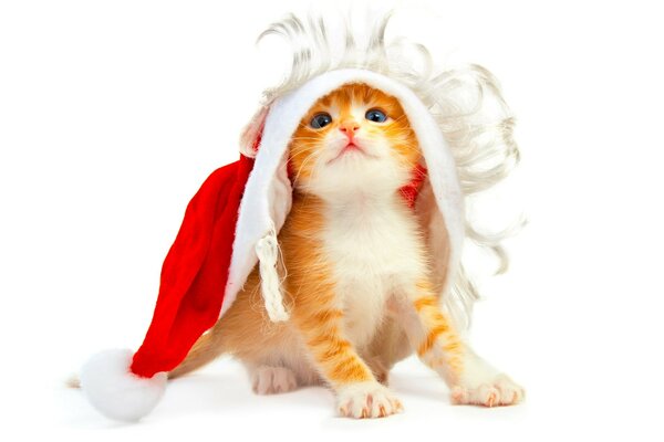 Rudowłosy kotek siedzi pod świąteczną czapką