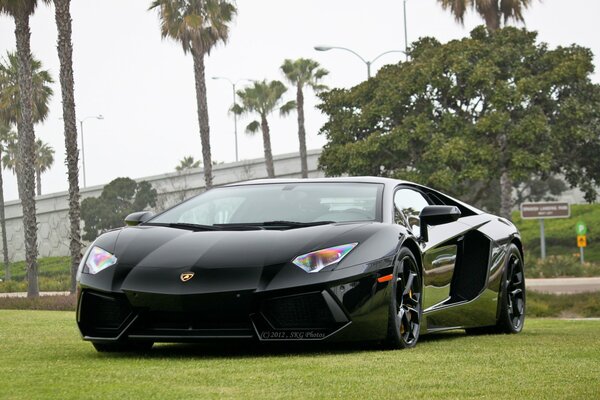 Black lamborghini on a green lawn