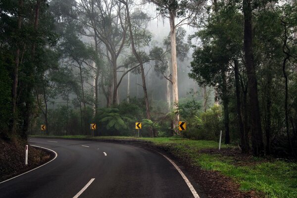 Turn of the road in the forest thicket