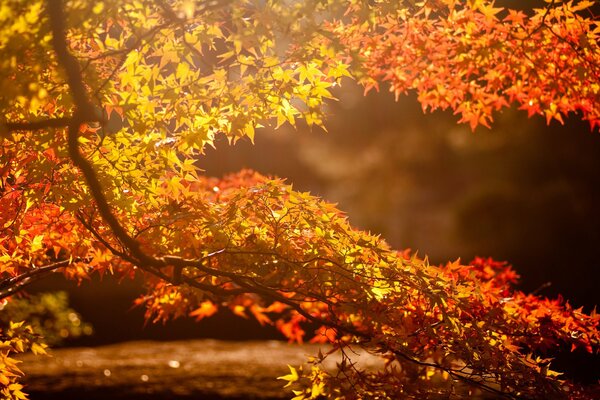 Rama de otoño con hojas de arce en la puesta de sol de los rayos