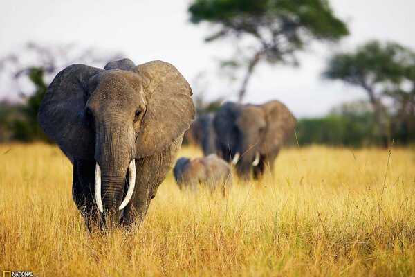 National geographic auctions in savannah