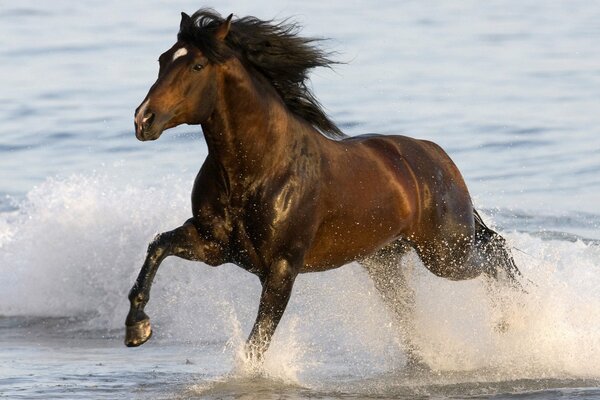 Das Pferd läuft durch das seichte Wasser und wirft viel Spritzer auf