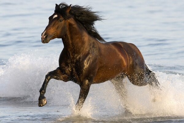 El caballo corre en aguas poco profundas y recoge muchas salpicaduras