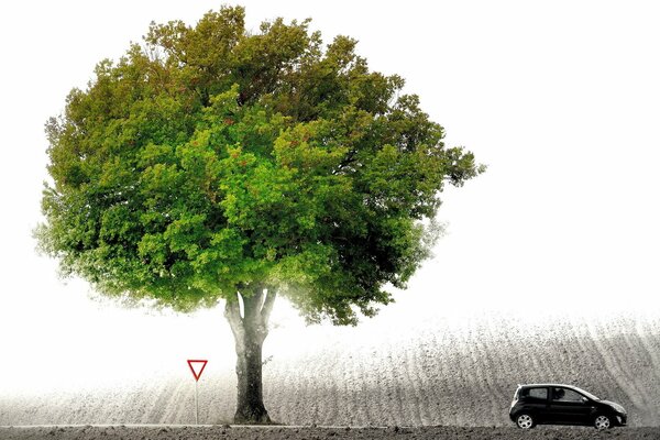 A black car under a green tree