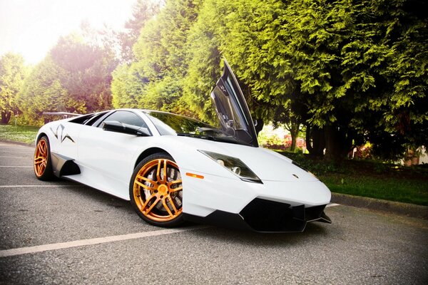 White Lamborghini on a background of trees