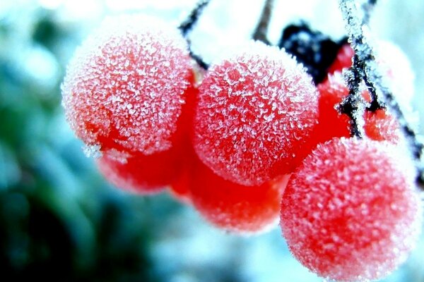 Frost froze red berries