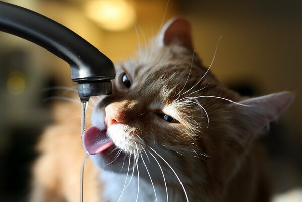 The cat drinks water from the tap