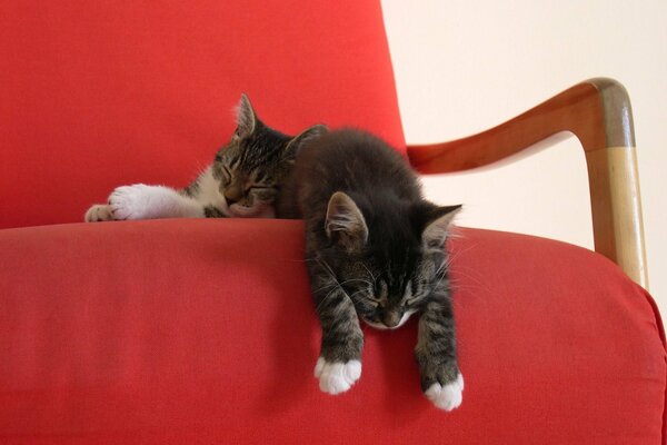 Two kittens are sleeping on the red cape of the chair