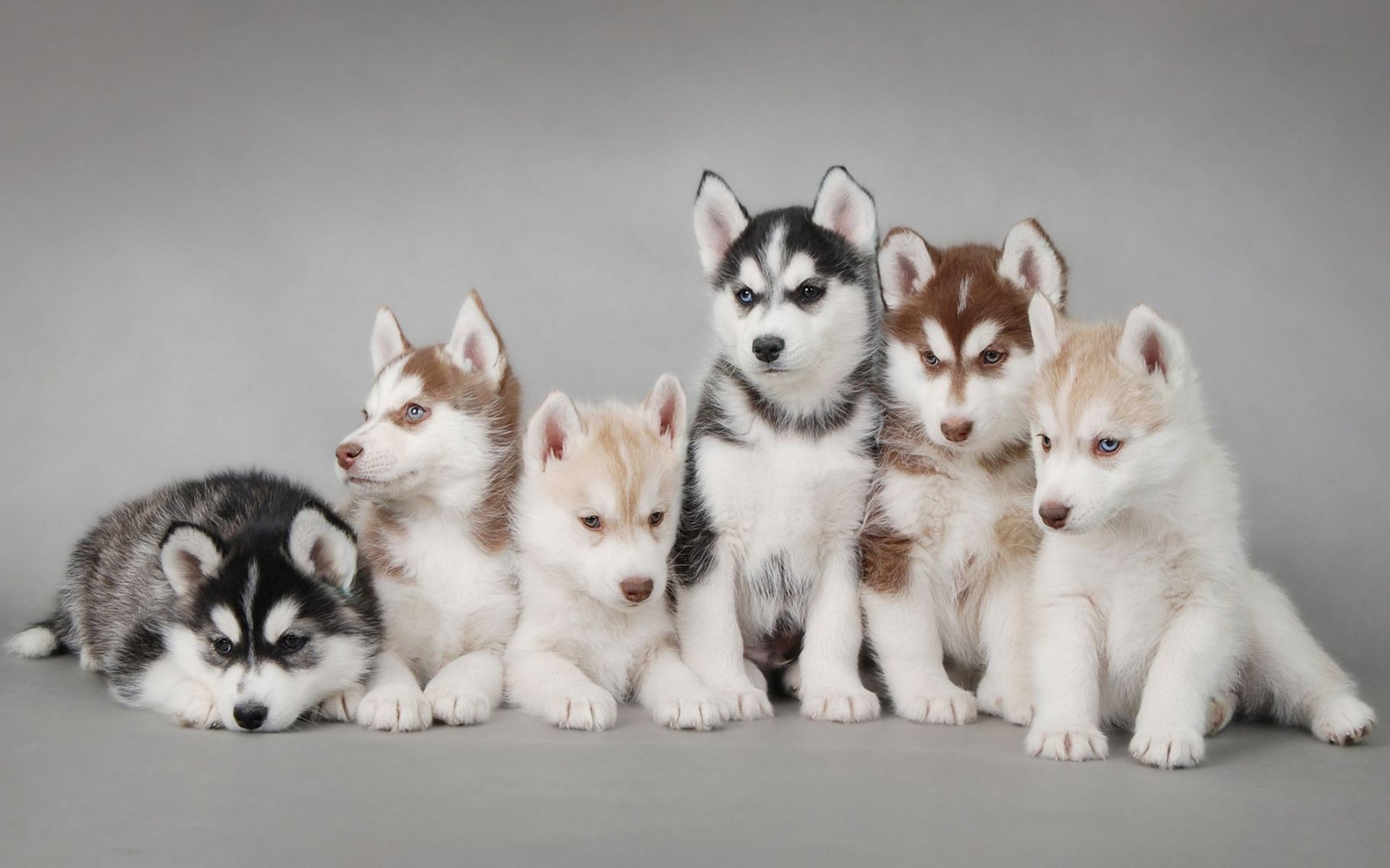 hunde huskies welpen