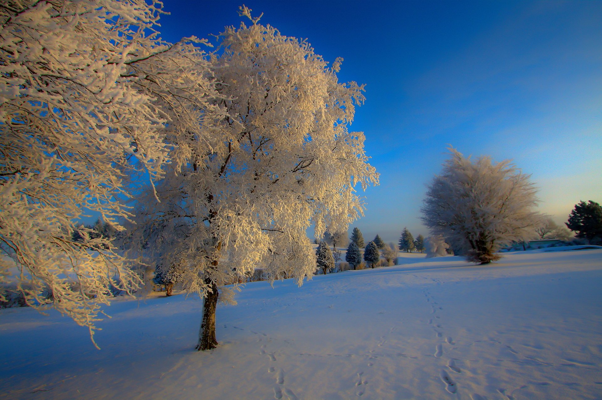 nature hiver neige arbre