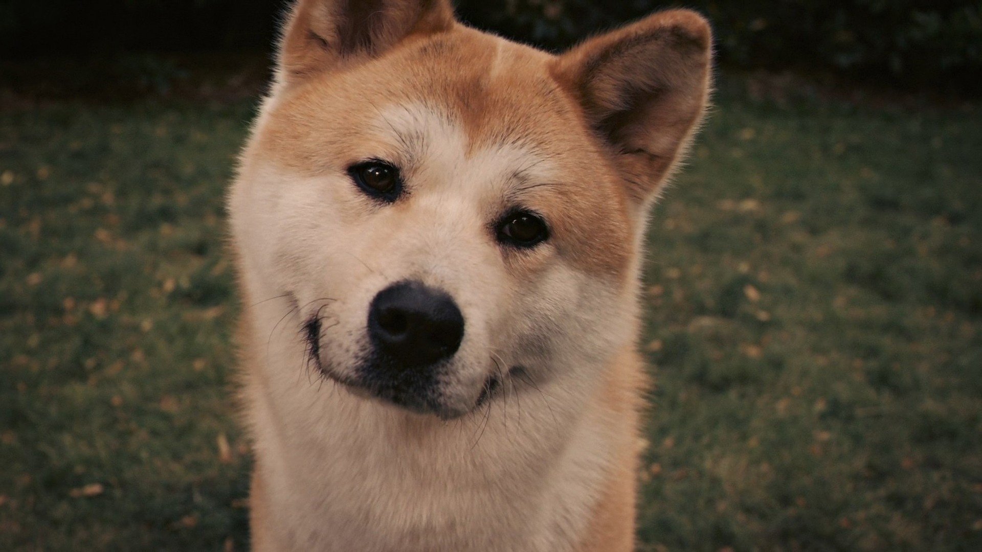 hachiko hund freund