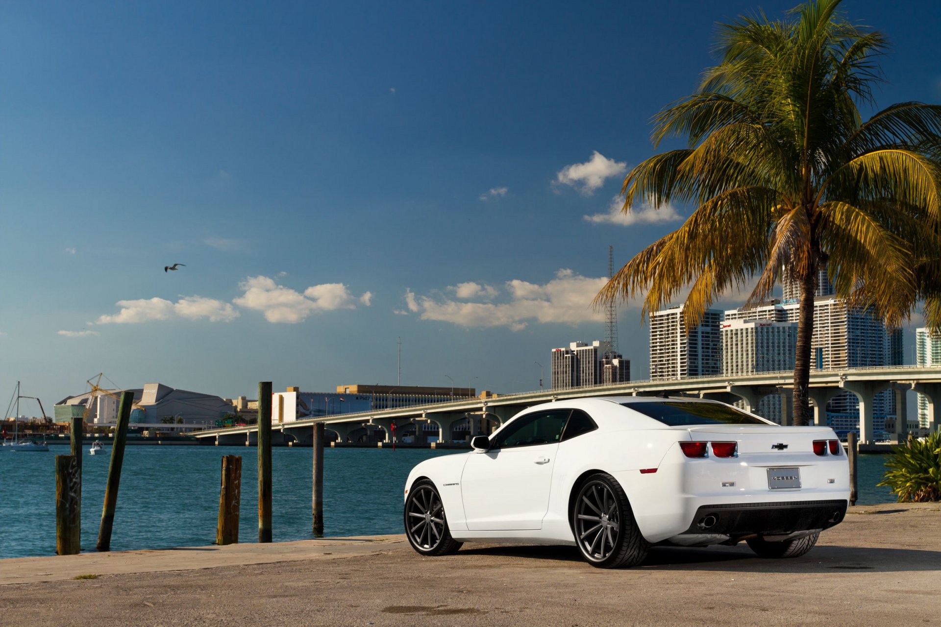 chevrolet camaro white chevrolet camaro rear muscle car palm tree coast sky seagull bridge city