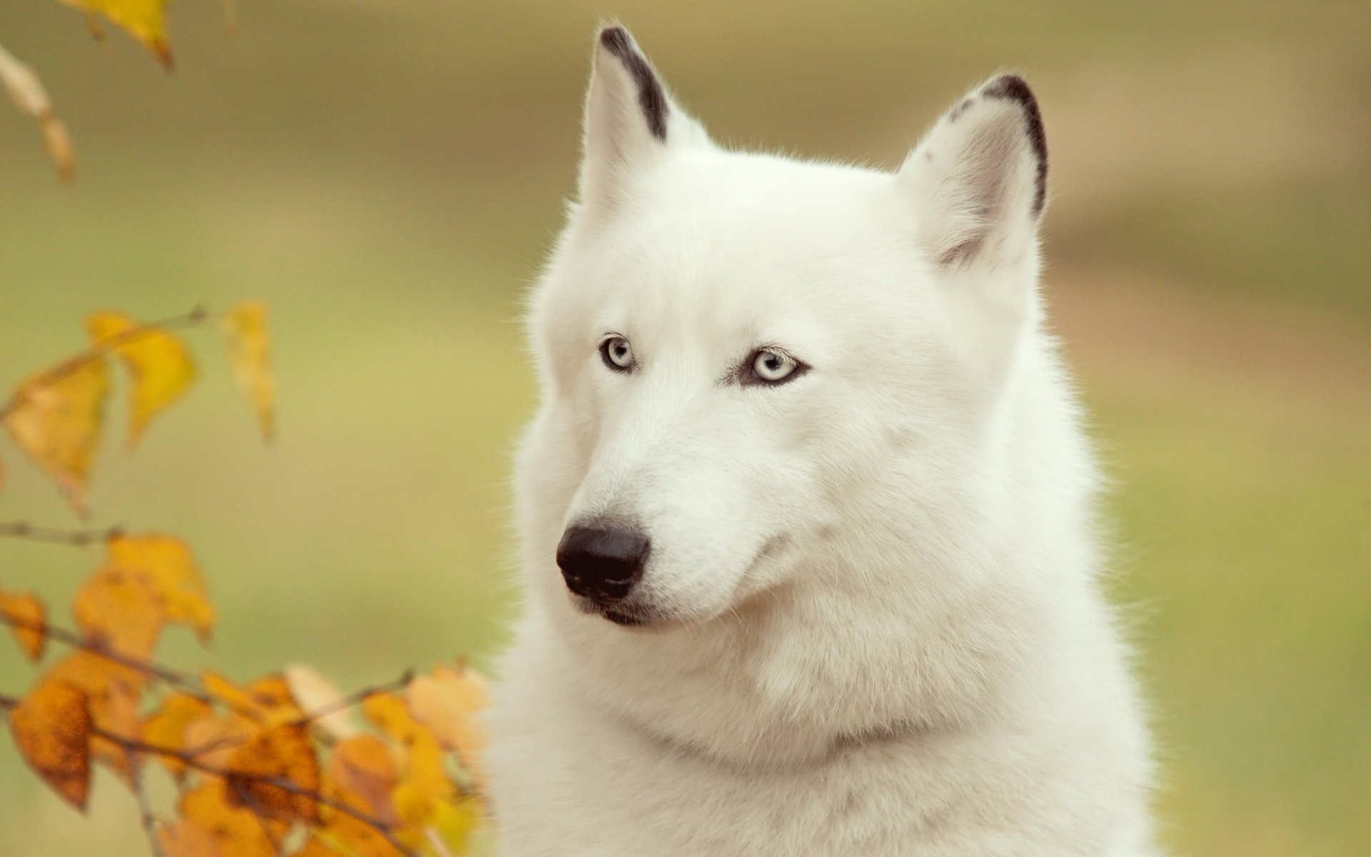 chien ami husky