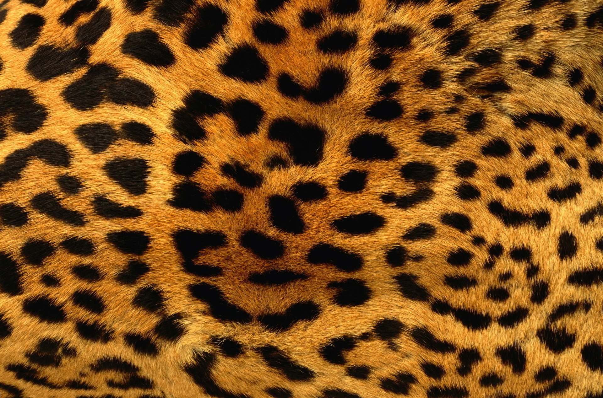 leopardo manchas piel naranja