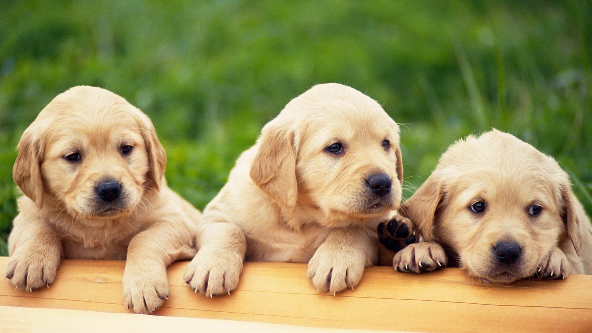 puppies golden retriever 3 pieces labrador