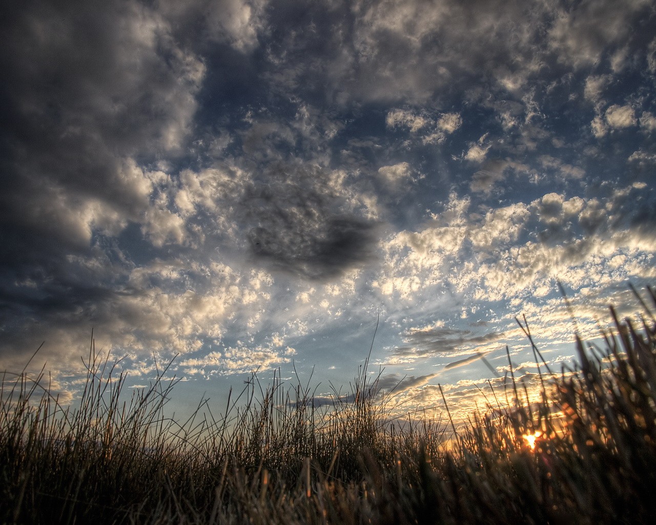 notte foresta palude cielo alba