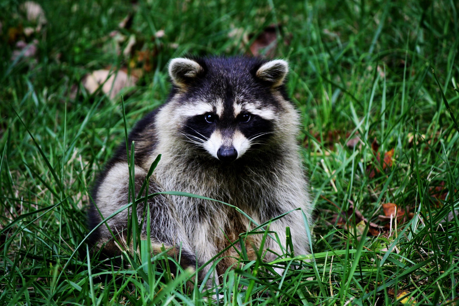 raccoon nose grass ears muzzle sitting