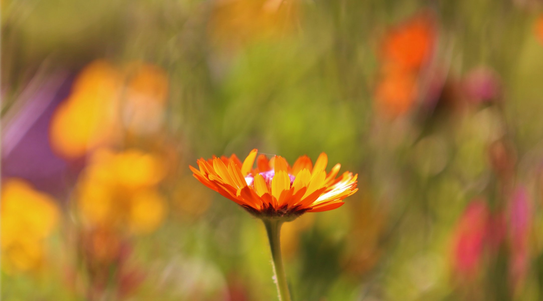 campo macro fiore arancione messa a fuoco sfocatura