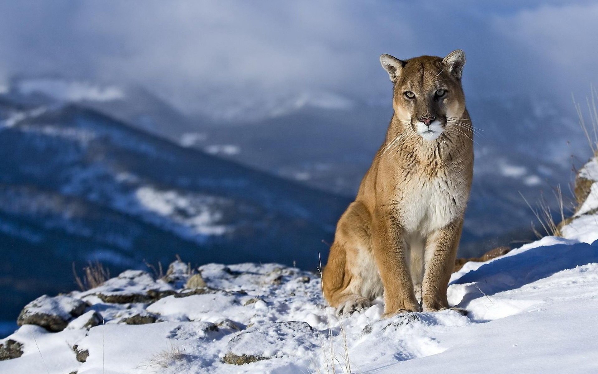 paysage cagouar puma curiosité vue lion de montagne