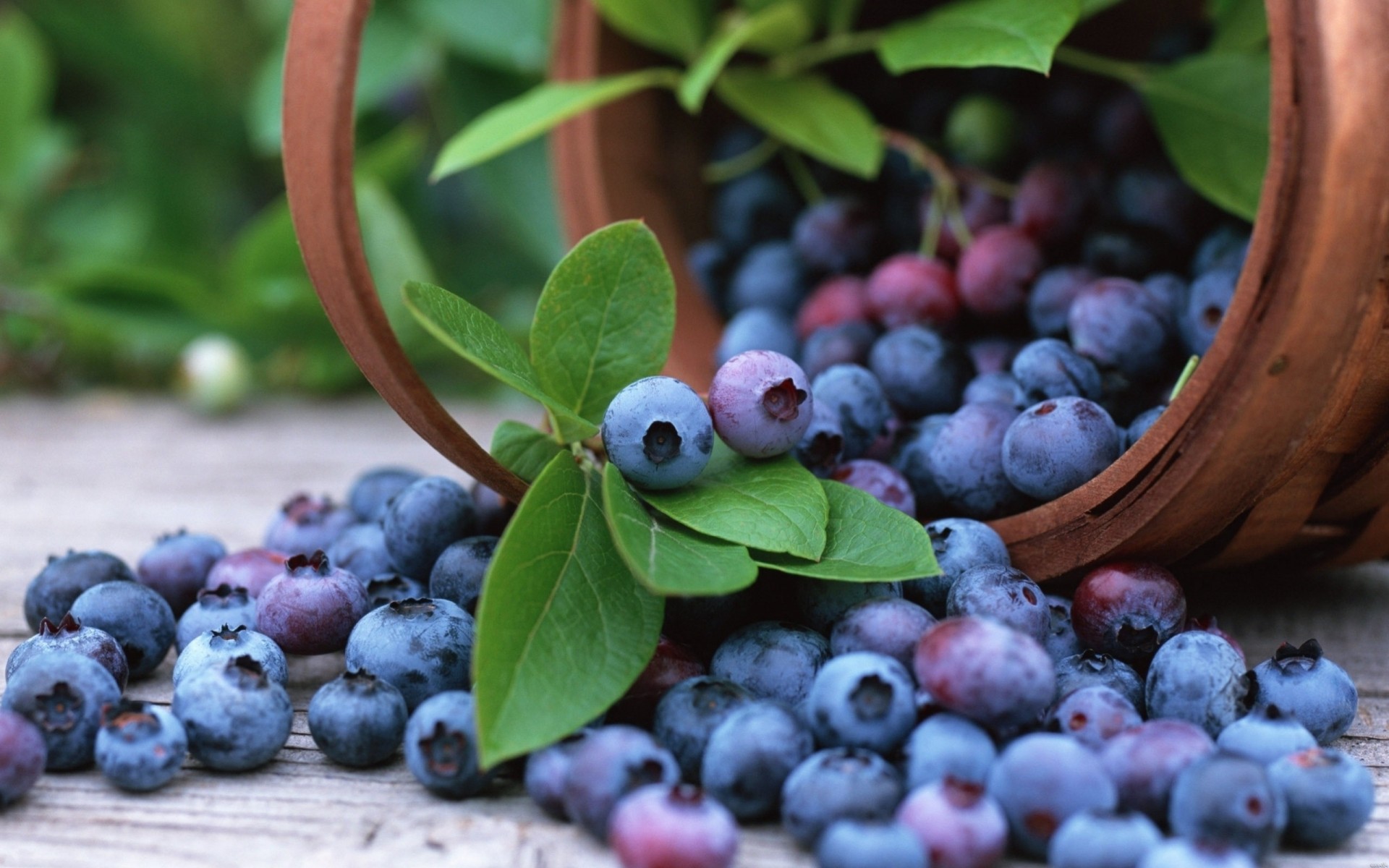 bucket cranberries berry