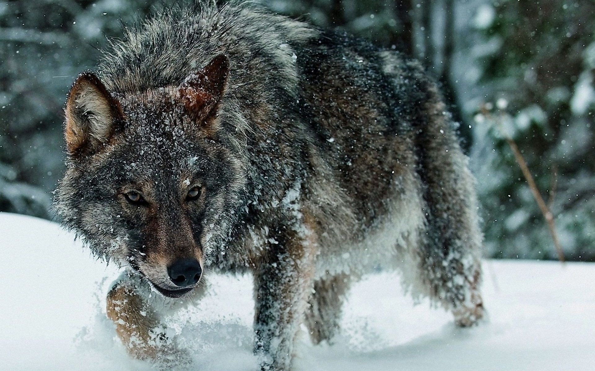 wolf winter snow