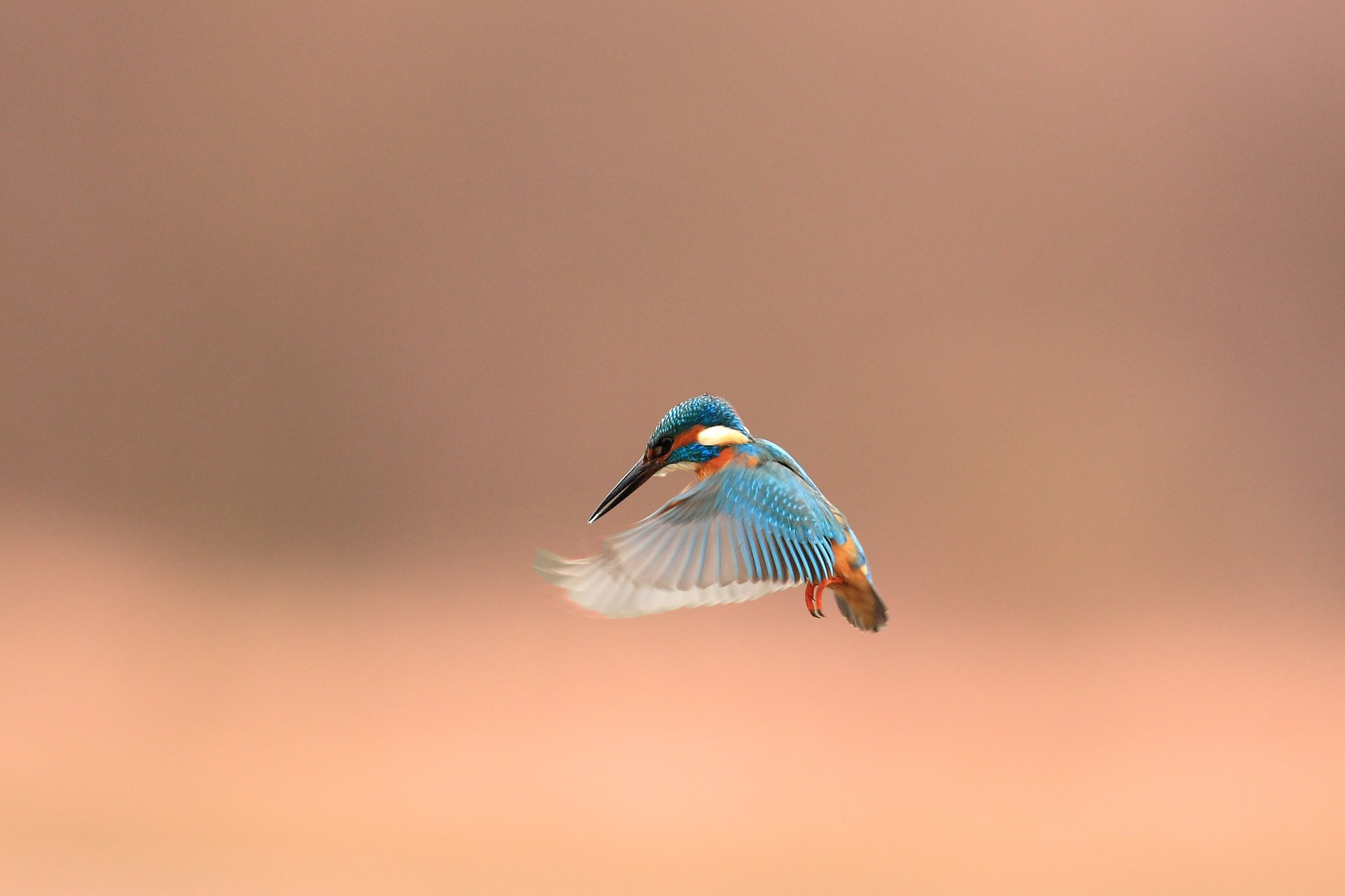 ptak alcedo atthis kingfisher zimorodek