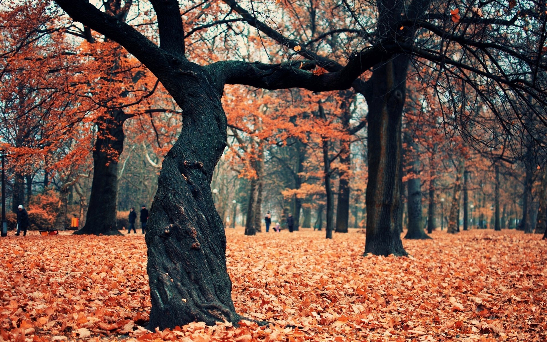 arbre automne parc