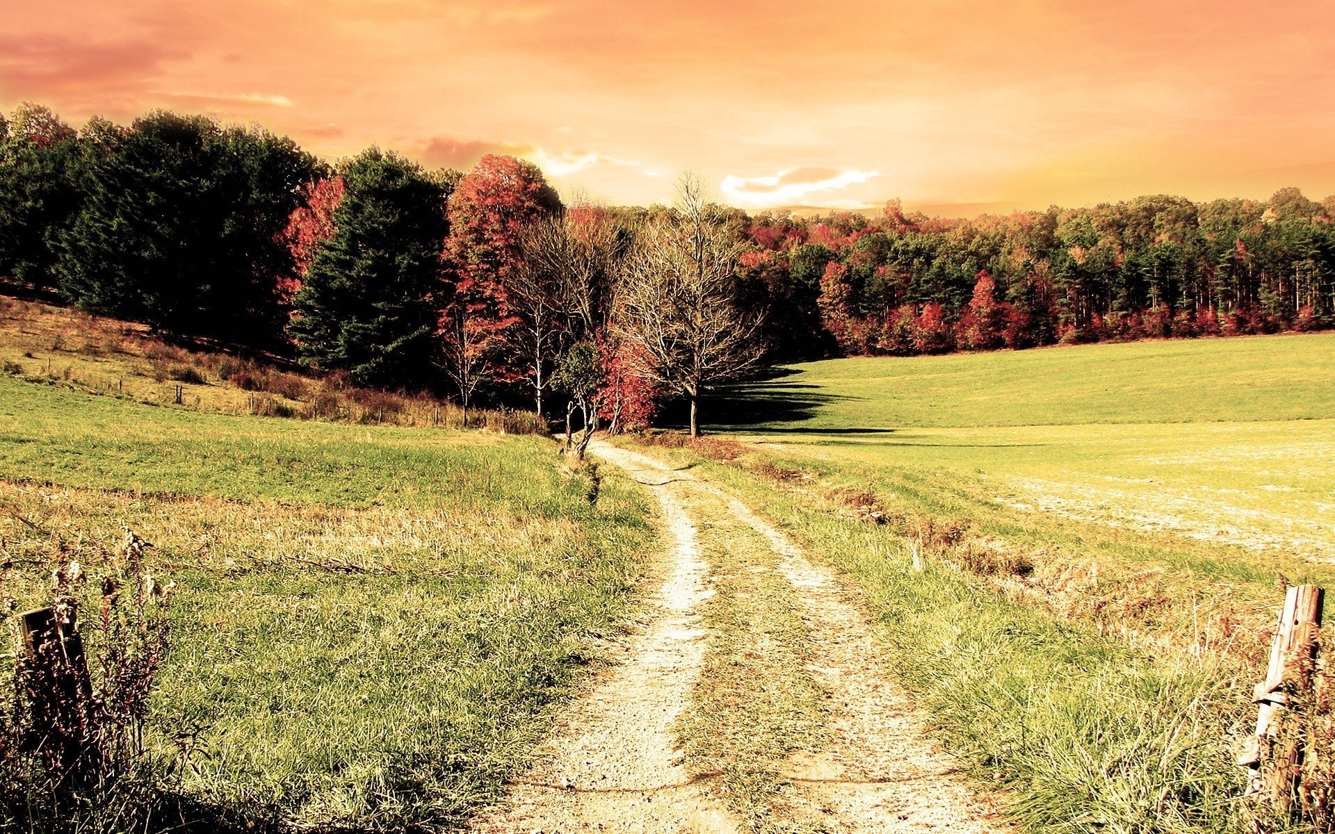 autunno erba alberi