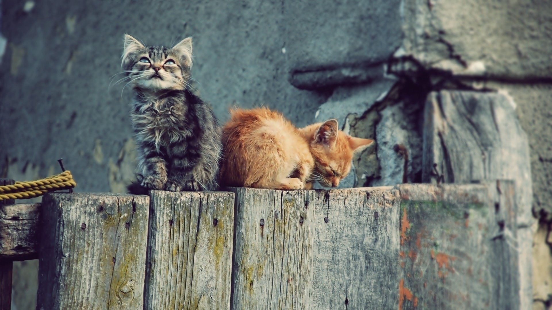 cats fence kote wallpaper kittens wallpaper