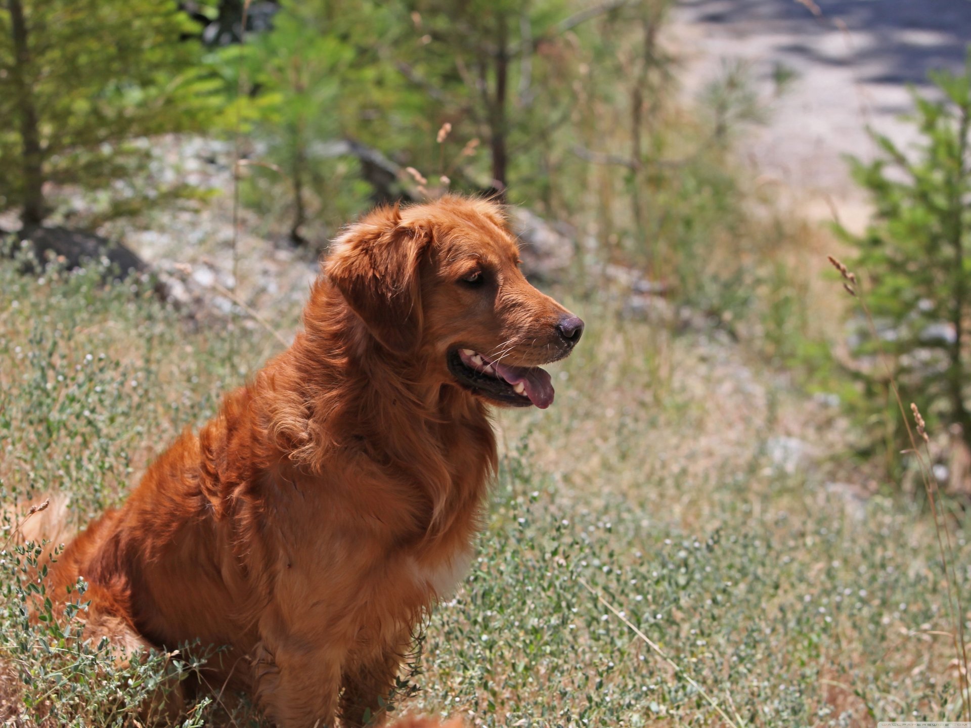 perro al aire libre retriever