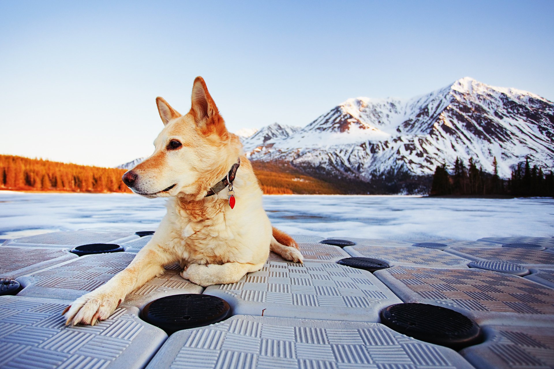 perro otoño río montañas