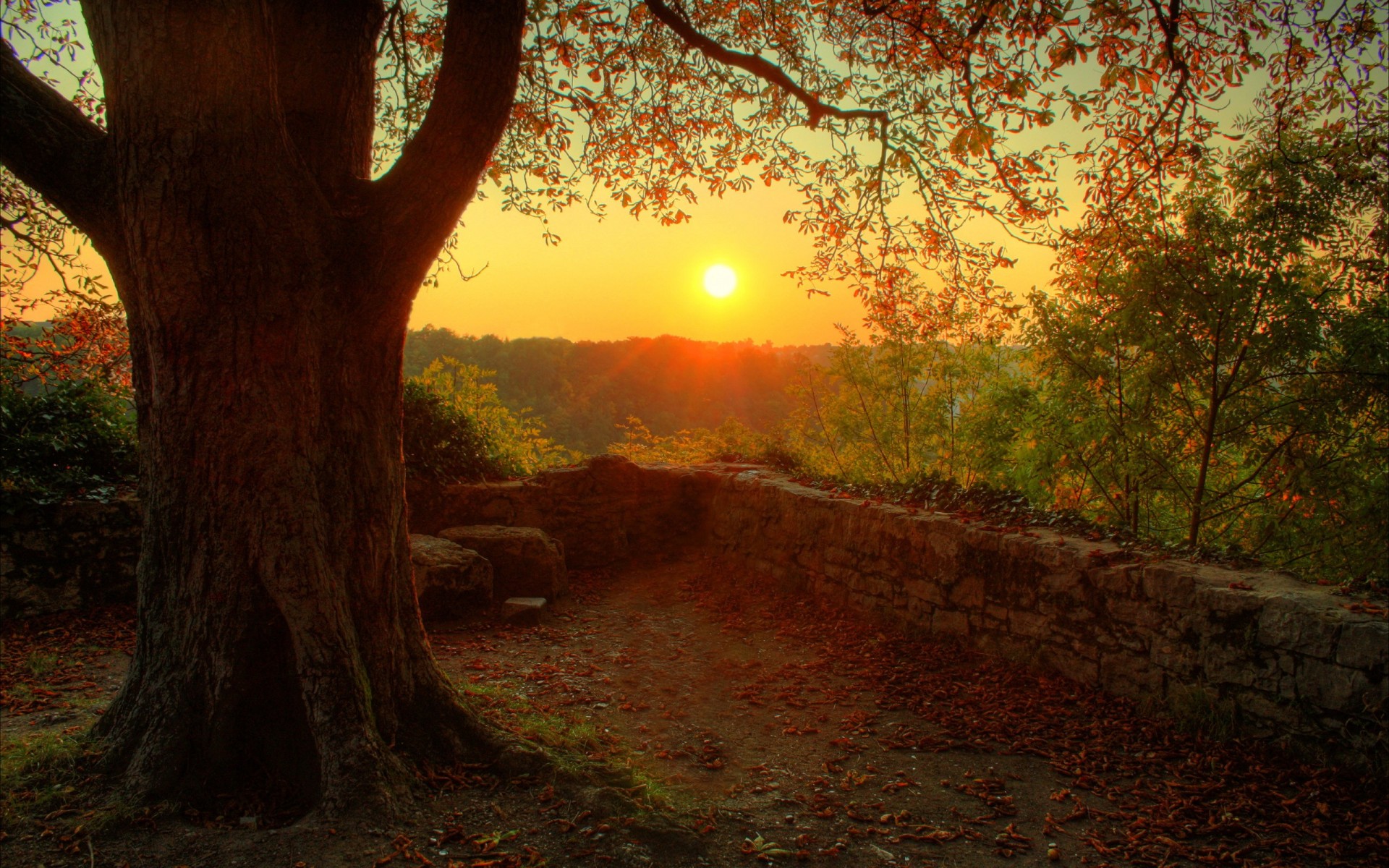 árbol naturaleza estado de ánimo sol