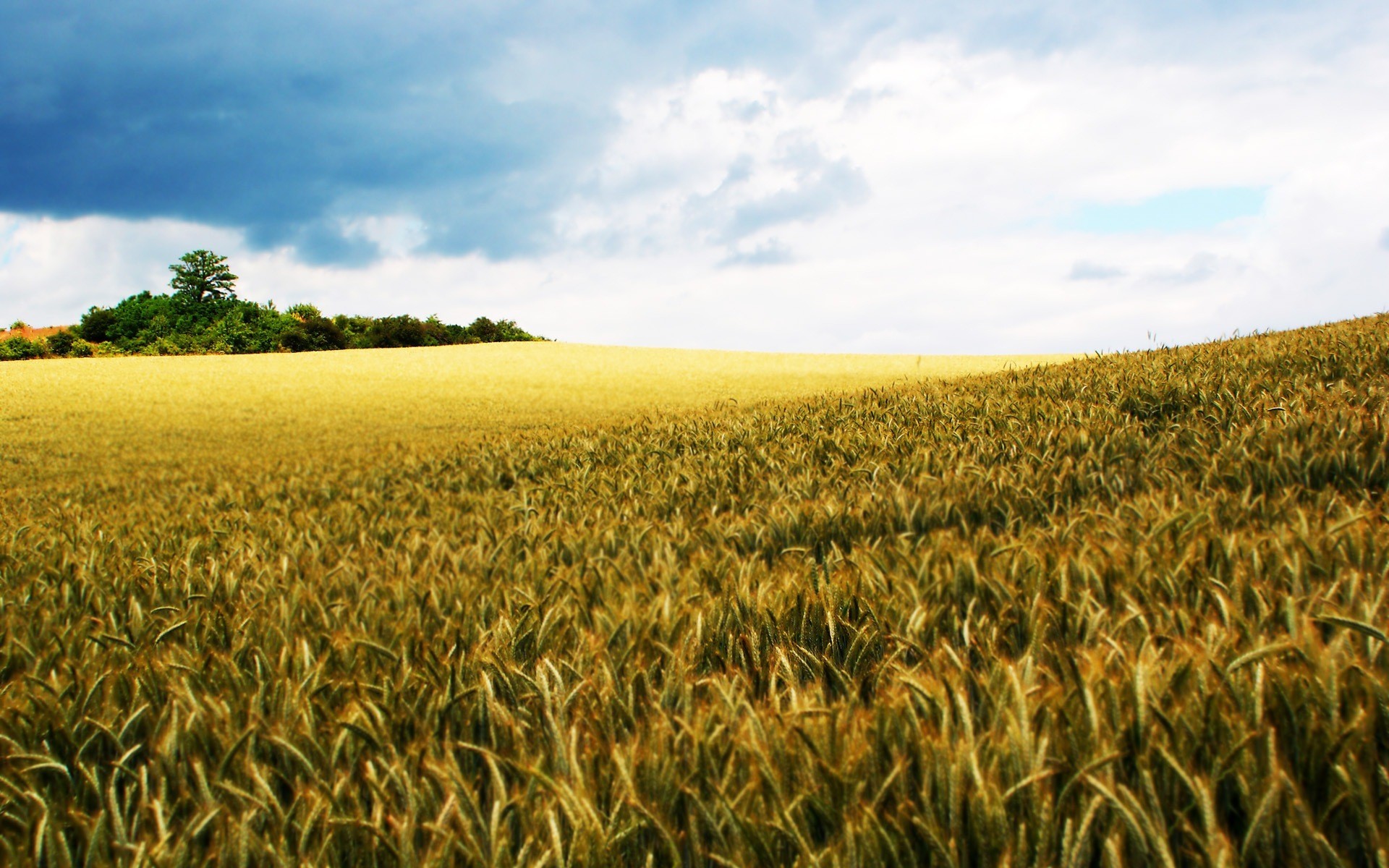 rye the field nature the world sky