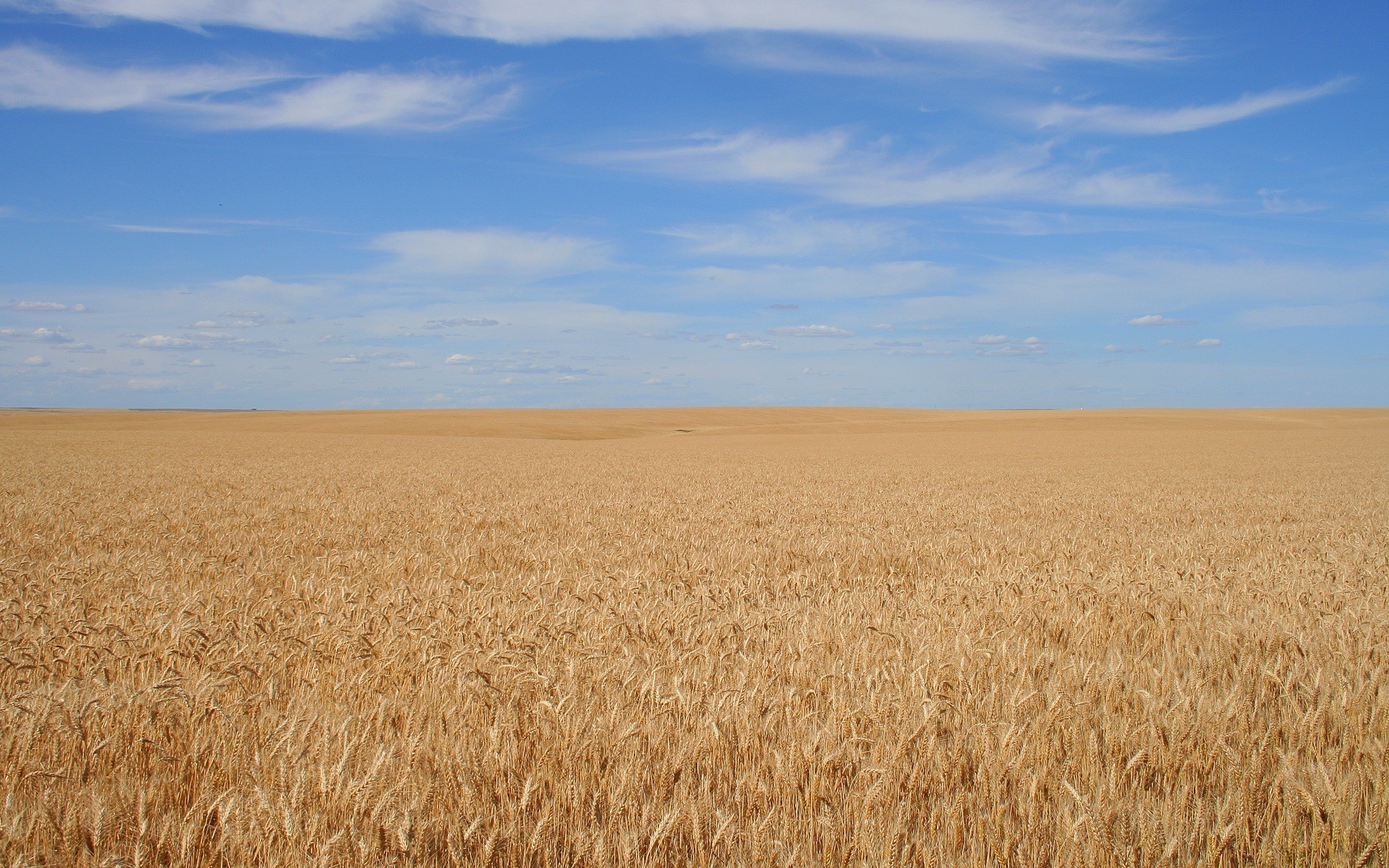 fond champ ciel grain calme