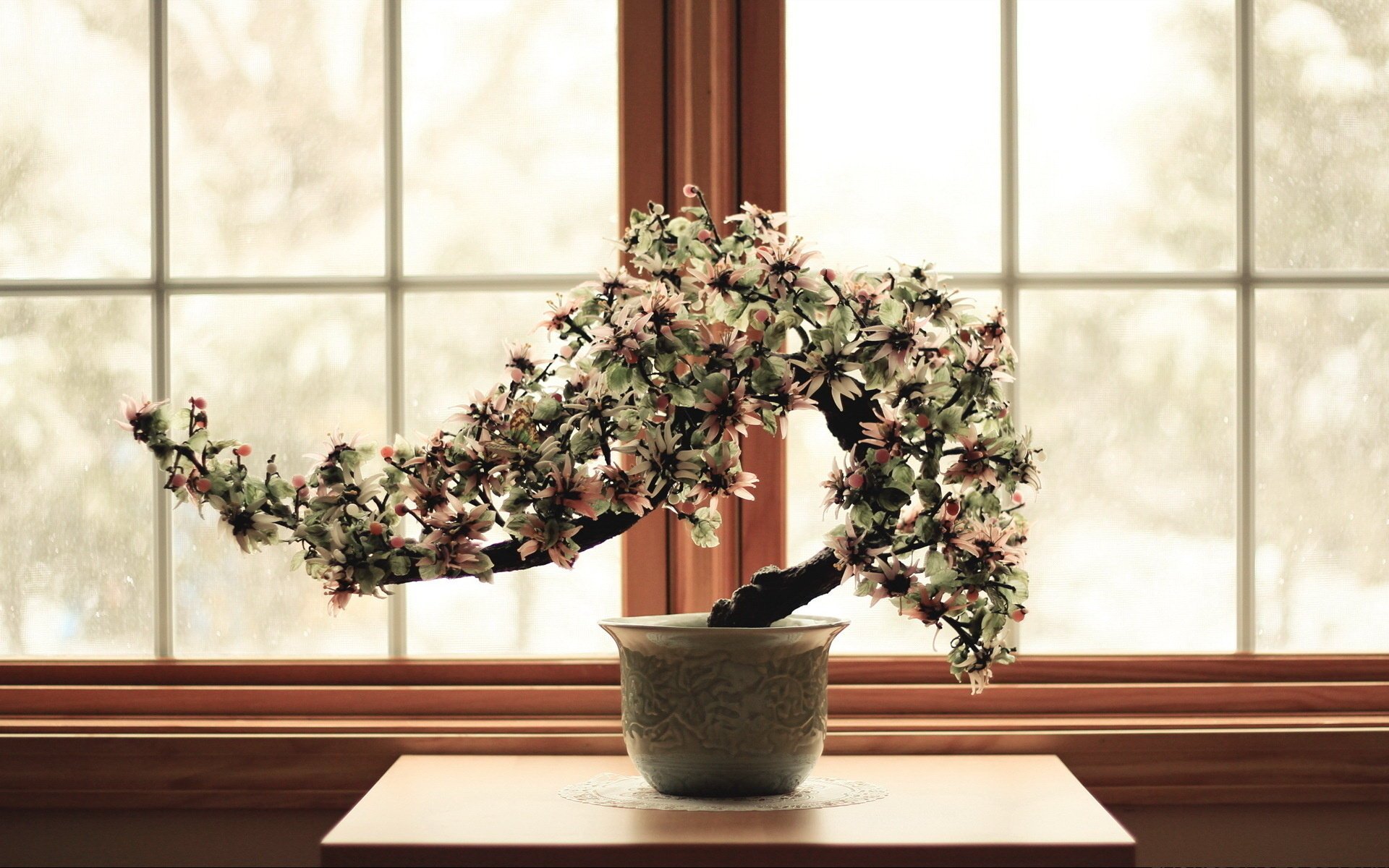 árbol enano flor relax ventana