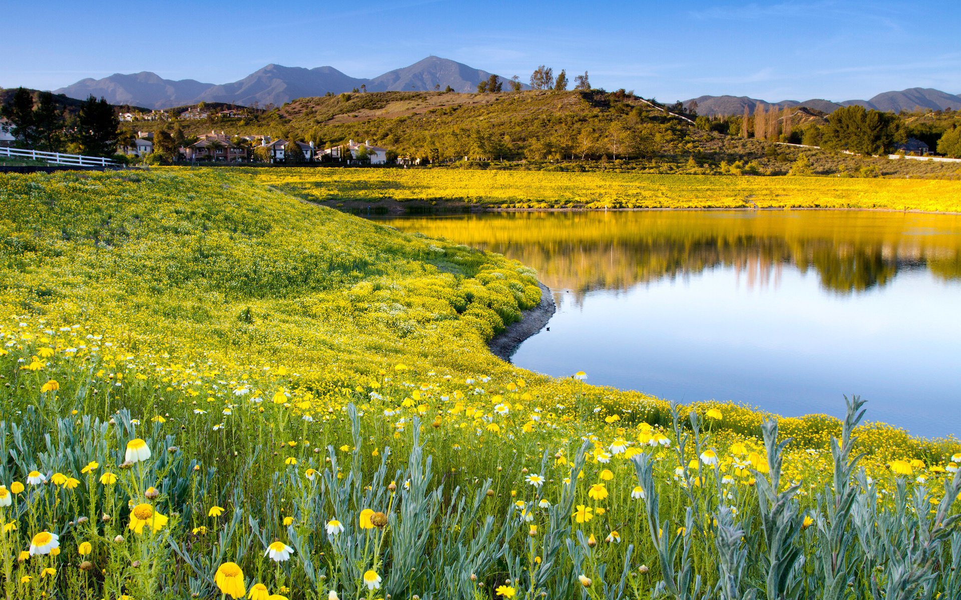 flowers the sky nature lake summer gra