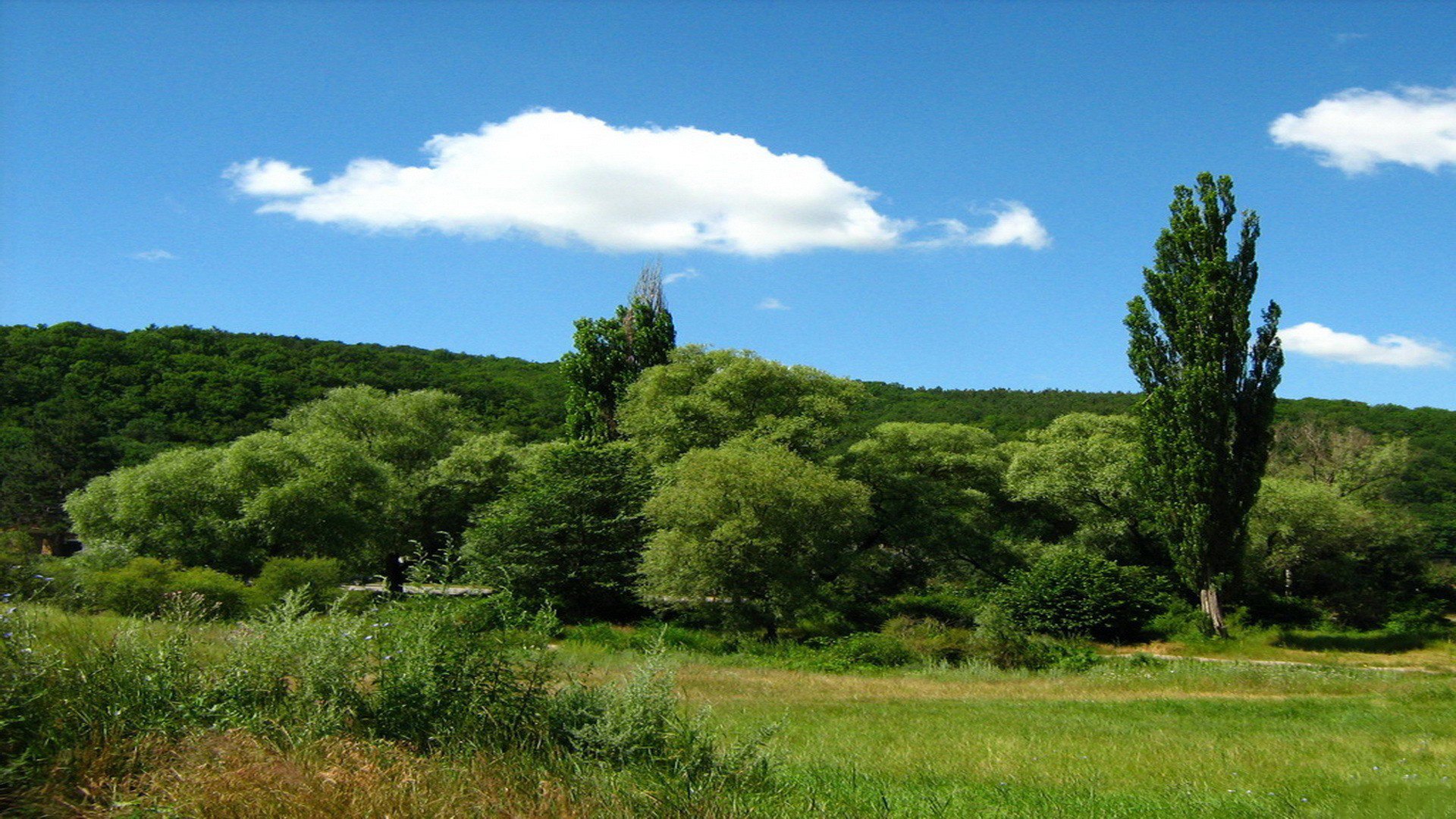 natur wald blauer himmel