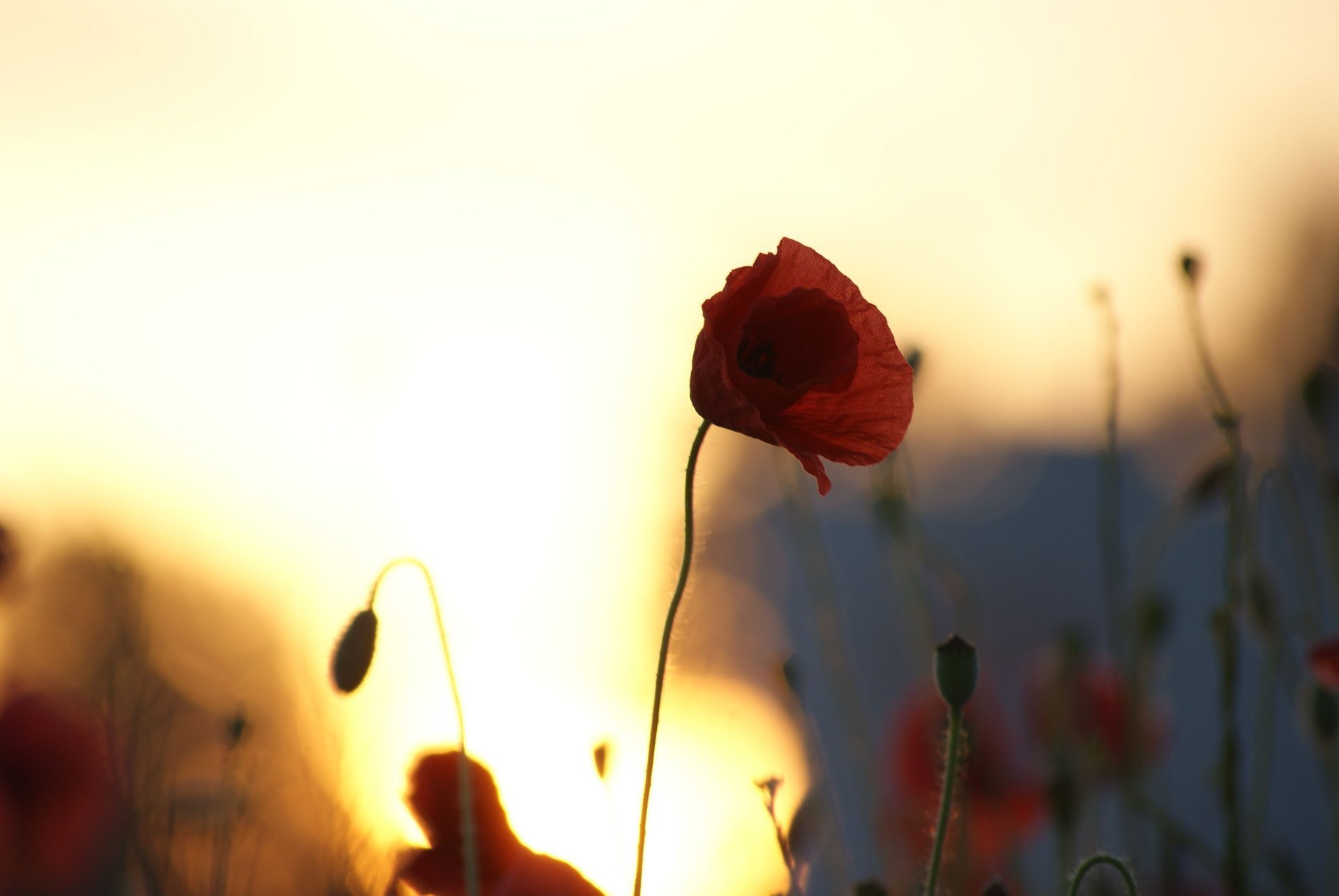 flowers mac silhouettes field the sky sunset the sun maki