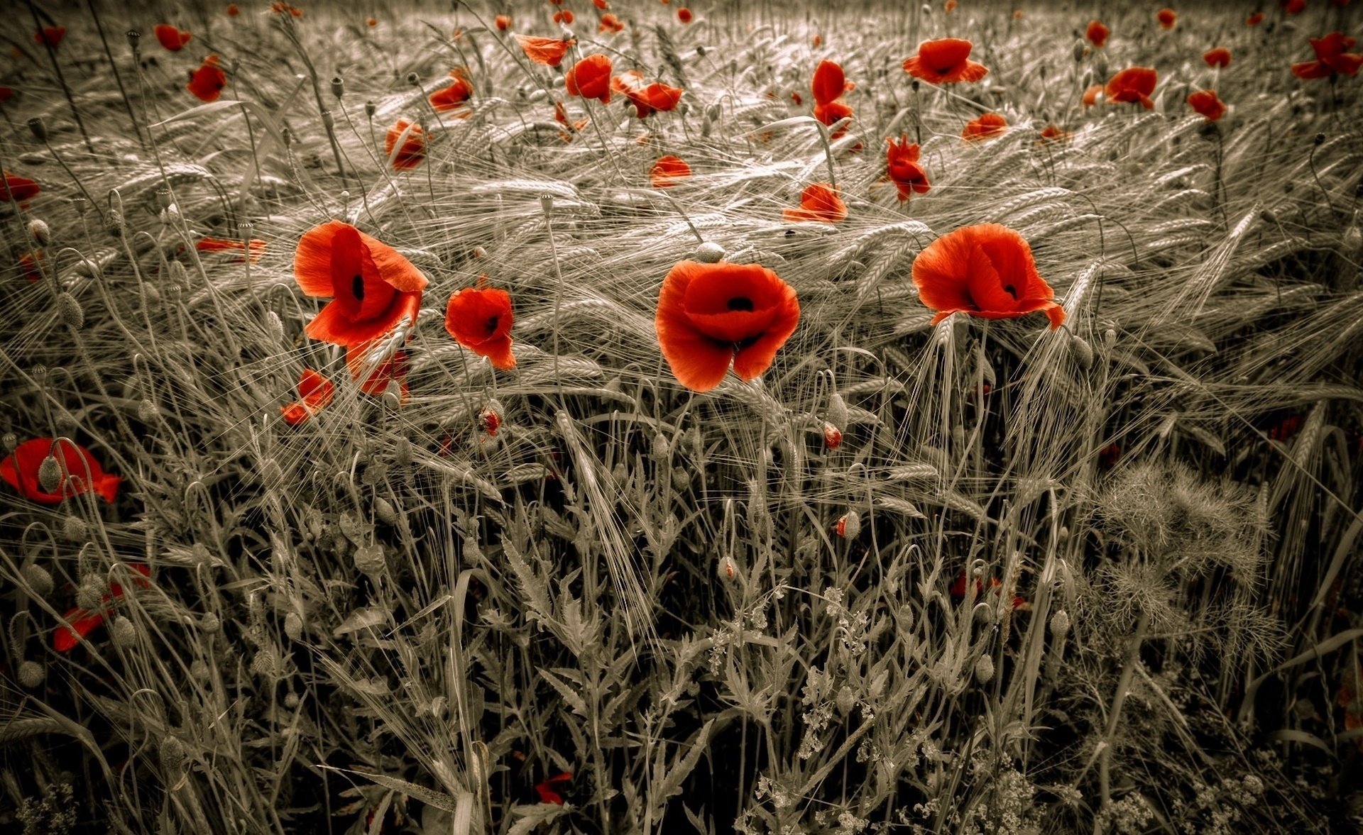 amapolas rojos campo trigo amapola