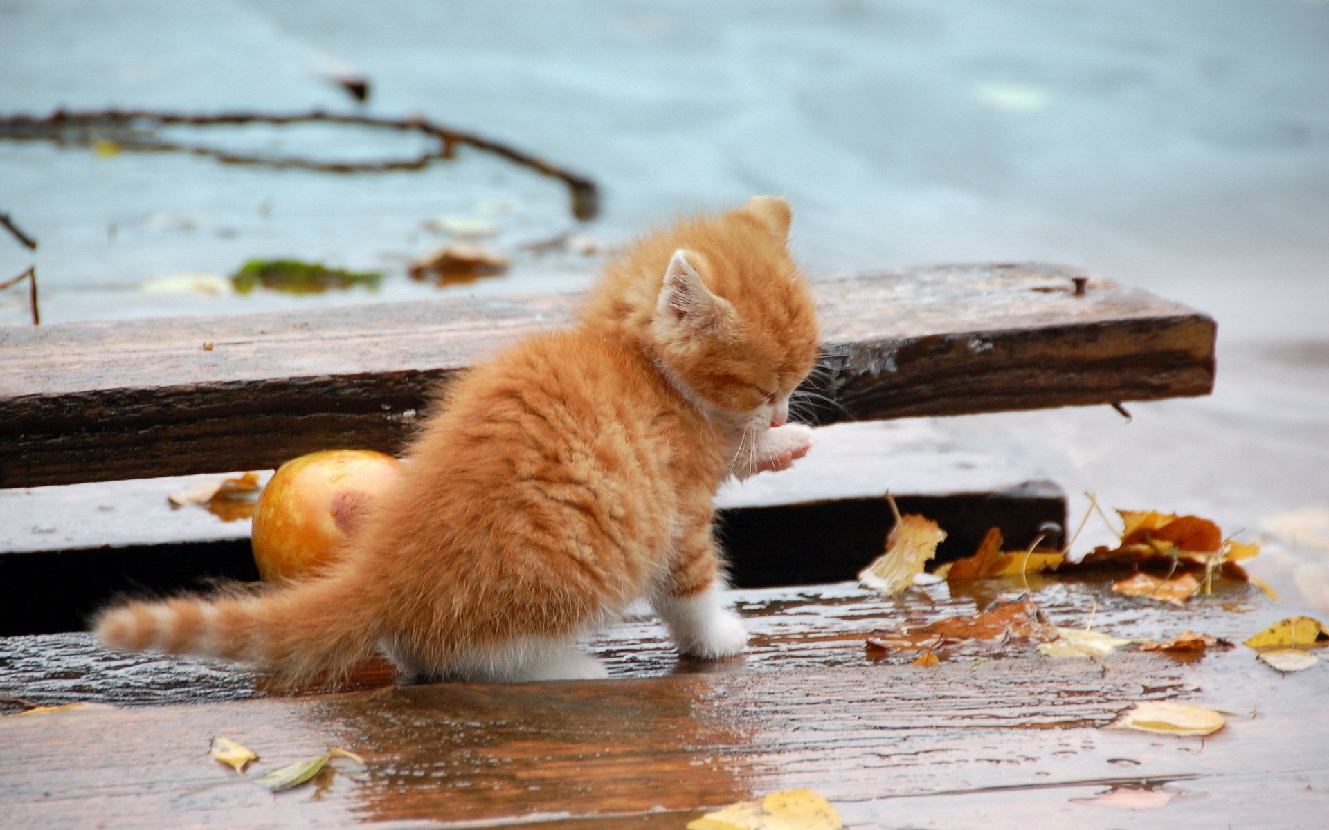 chat automne nature