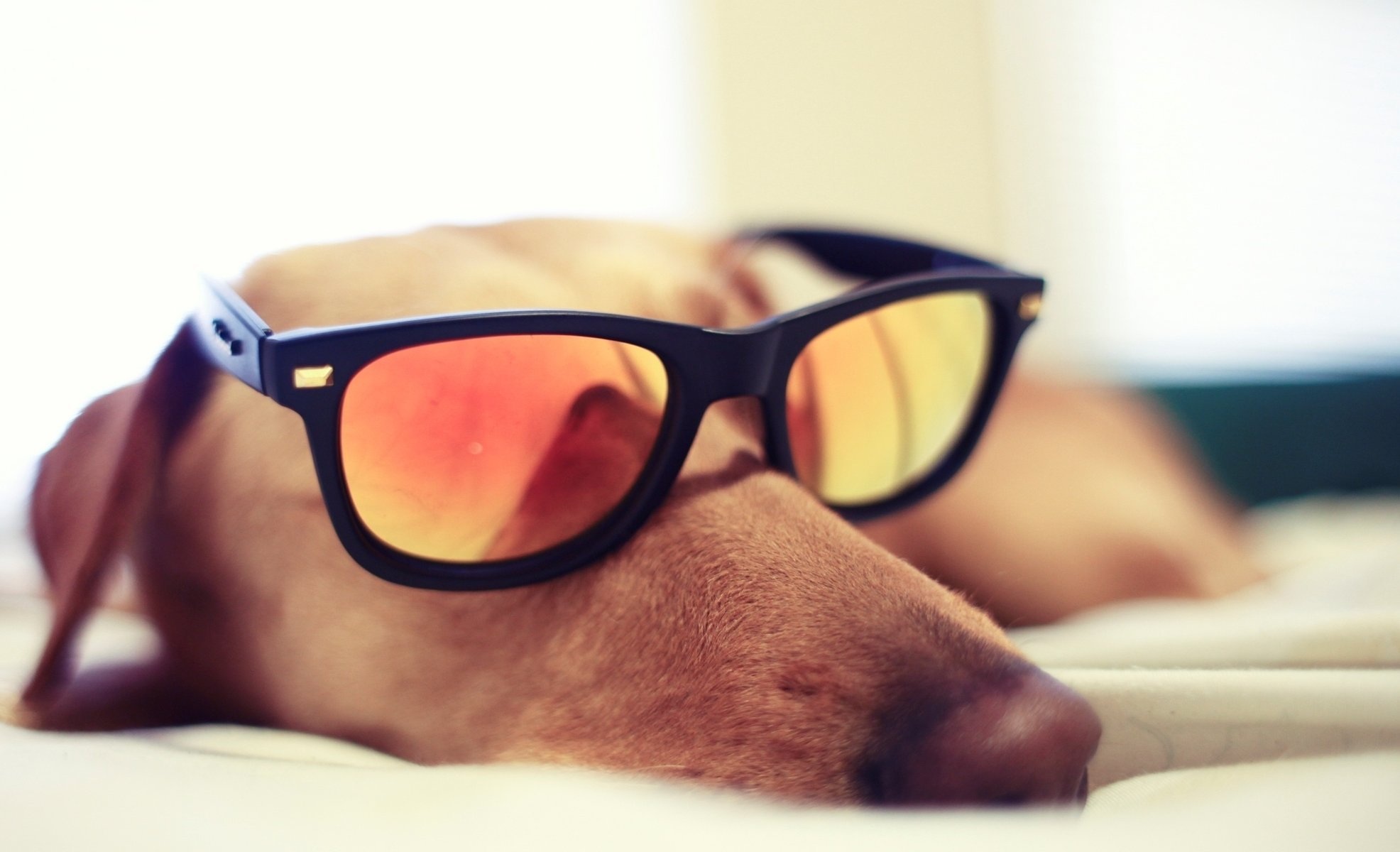 hund brille schläft brille