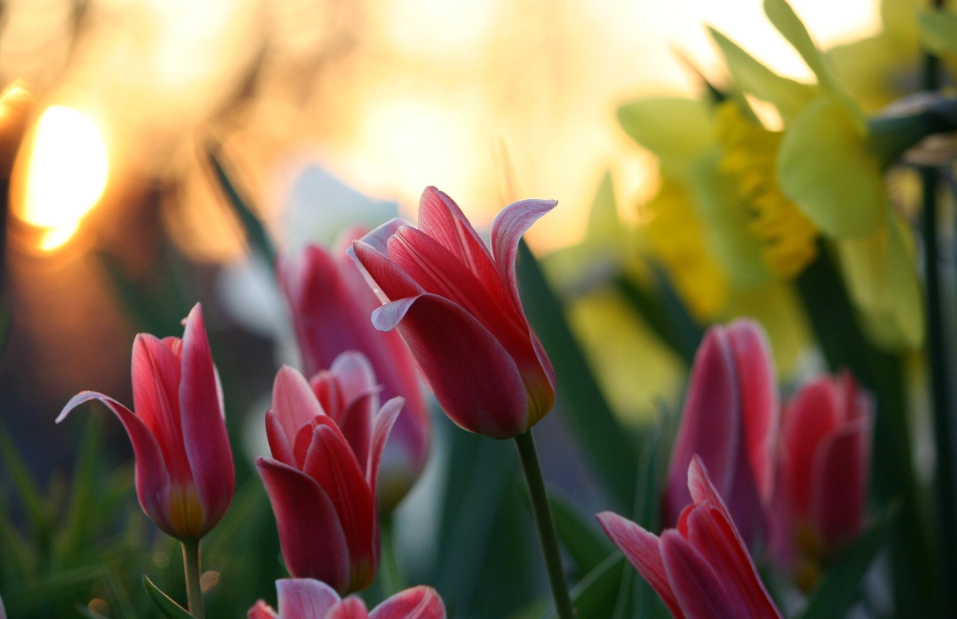 fiori natura sfocatura bokeh tulipani