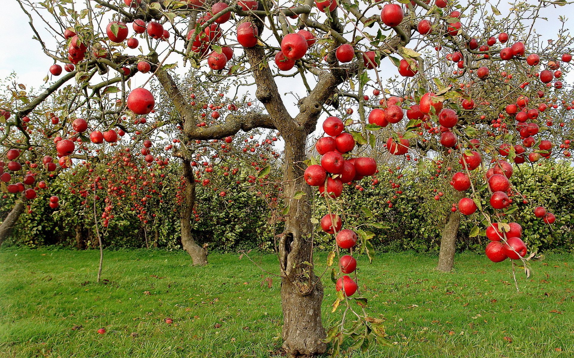 manzanas otoño manzanas