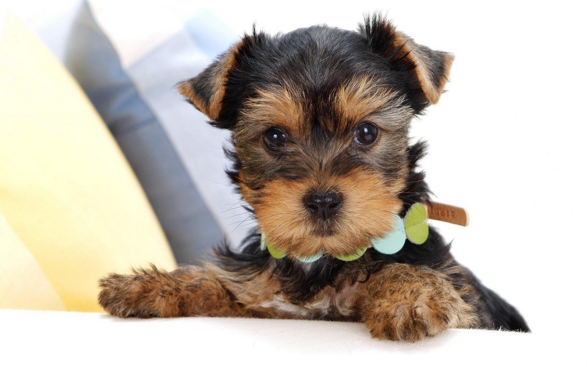 yorkshire terrier cucciolo collare muso