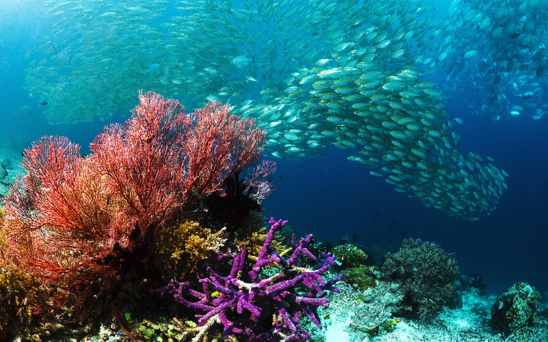 underwater world fish sea cant coral