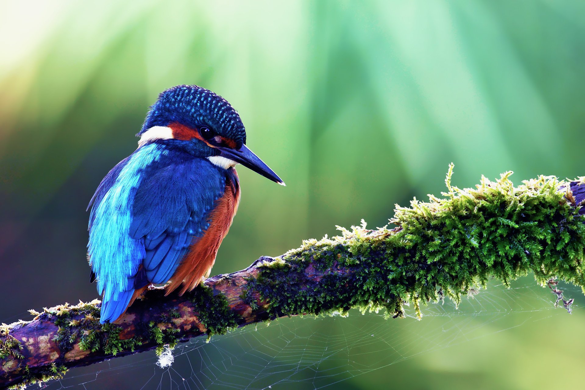 ave kingfisher alcedo atthis martín pescador común